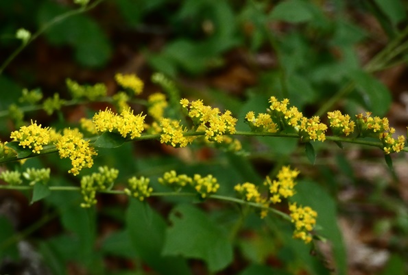 {Solidago sphacelata}